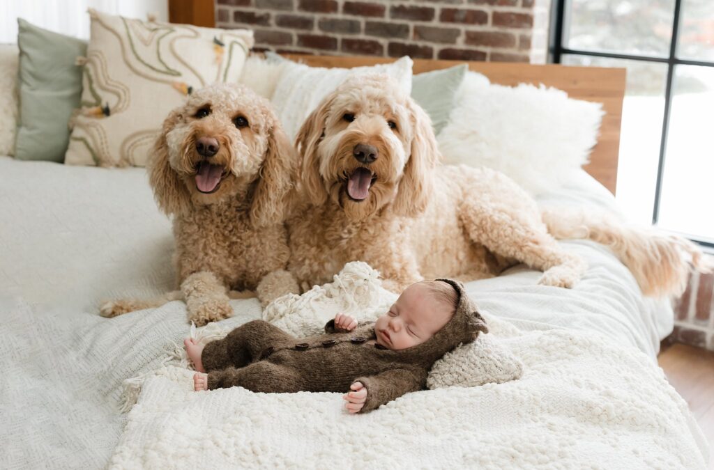 Professional studio portrait of newborn with family dogs, showcasing pet-inclusive photography