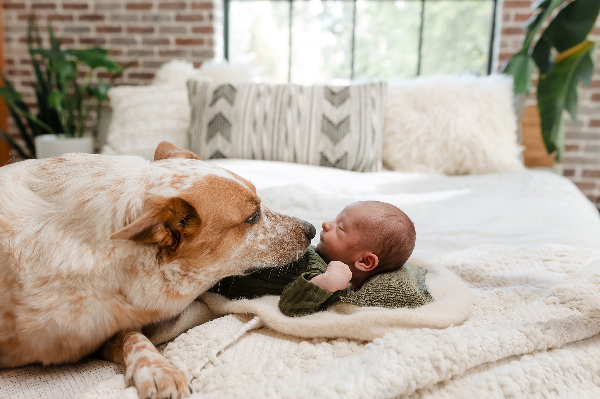 Gentle dog sniffing newborn baby, showcasing pets in newborn photos