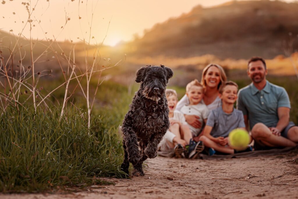 black dog chasing tennis ball during family photography session with parents and children laughing in background at Boise foothills location